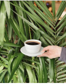 Ethiopia ☕️